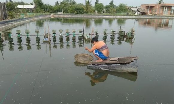 KINH NGHIỆM VỀ NUÔI TÔM