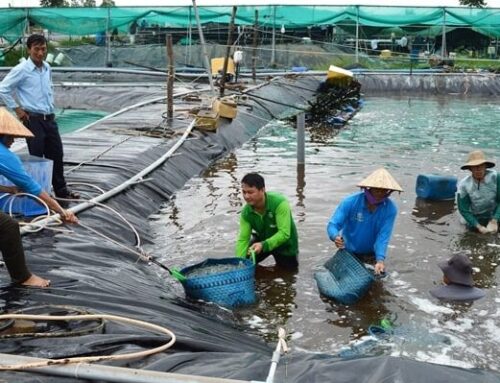TĂNG TRƯỞNG TÔM VII FARM HIỆU QUẢ CHO TÔM THẺ CHÂN TRẮNG