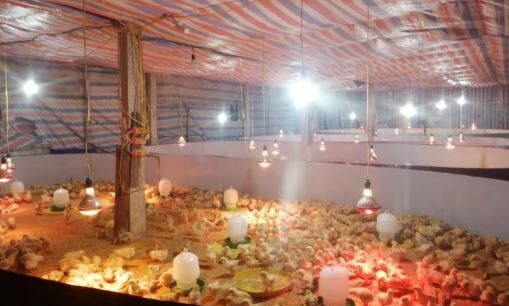 CÁCH CHĂM SÓC GÀ CON MỚI NỞ SAO CHO HIỆU QUẢ NHẤT