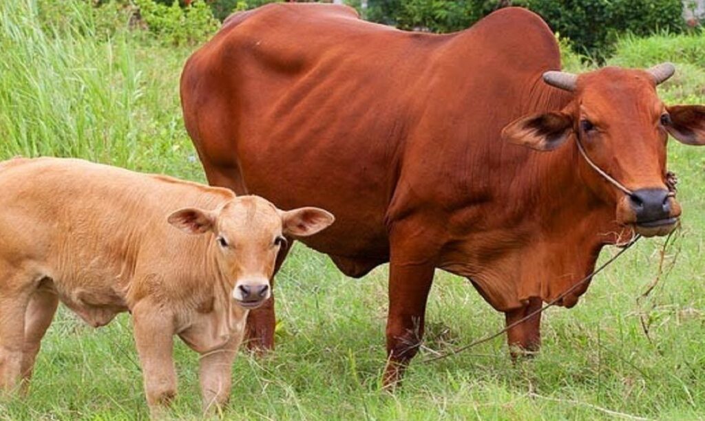 THAM KHẢO CÁCH CHĂM SÓC BÒ CON MỚI ĐẺ TẠI NHÀ