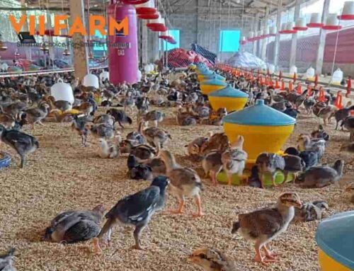 GIA TĂNG LỢI NHUẬN NHỜ CHĂN NUÔI GÀ LỠ