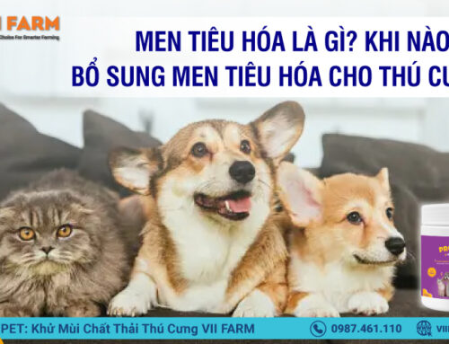 BỔ SUNG MEN TIÊU HÓA CHO THÚ CƯNG?