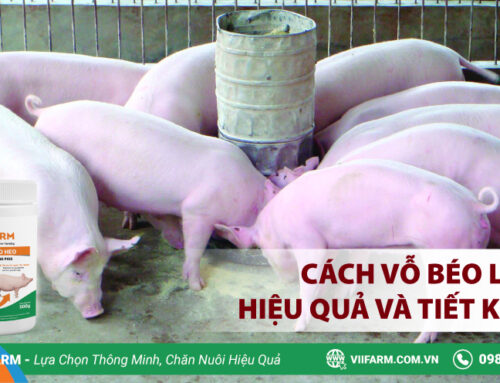 CÁCH VỖ BÉO LỢN HIỆU QUẢ VÀ TIẾT KIỆM