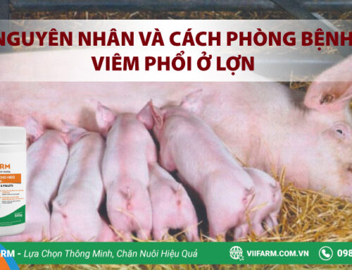CHẾ ĐỘ DINH DƯỠNG CHO HEO NÁI MANG THAI