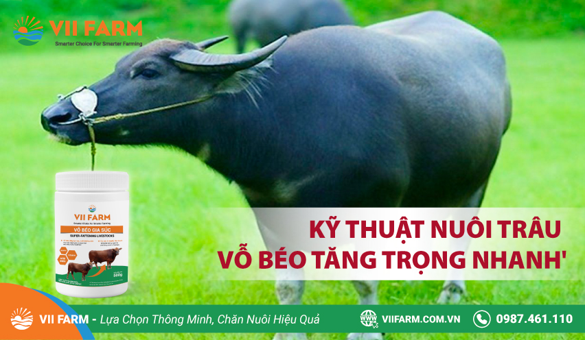 KỸ THUẬT NUÔI TRÂU TĂNG TRỌNG NHANH