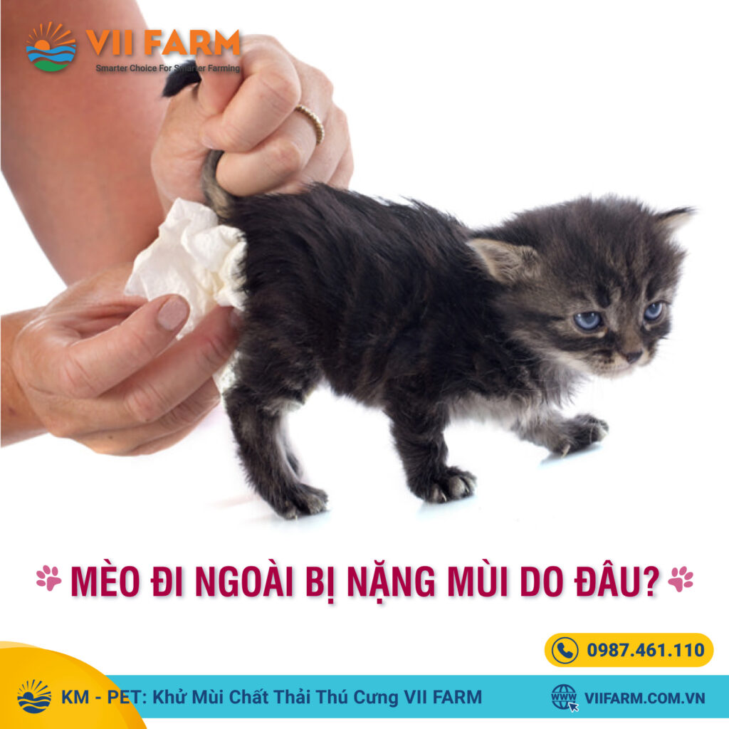MÈO ĐI NGOÀI BỊ NẶNG MÙI DO ĐÂU?