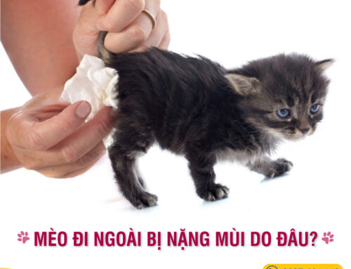 MÈO ĐI NGOÀI BỊ NẶNG MÙI DO ĐÂU?