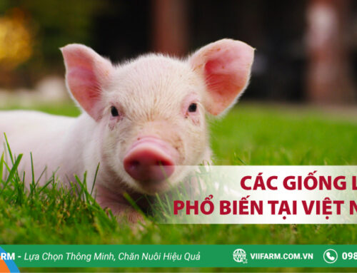 CÁC GIỐNG LỢN PHỔ BIẾN TẠI VIỆT NAM