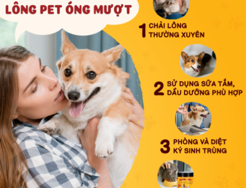 4 TIPS CHĂM SÓC LÔNG PET ÓNG MƯỢT