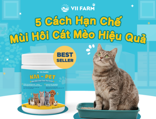 5 CÁCH HẠN CHẾ MÙI HÔI CÁT MÈO HIỆU QUẢ